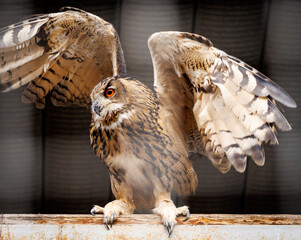 A brown owl with a white wing is standing on a wooden post
