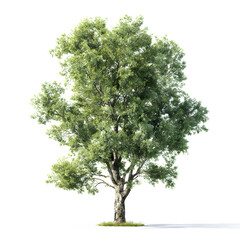 Obraz premium Majestic Oak Tree: The image showcases a grand oak tree in all its glory, with its sturdy trunk and expansive crown of vibrant green leaves, reaching towards the sky.
