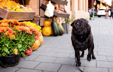 A black pug dog stands on the street against the background of a blurred fruit and flower shop. The dog has a harness. He turned his head to the side. Dog walking. The photo is horizontal and blurred