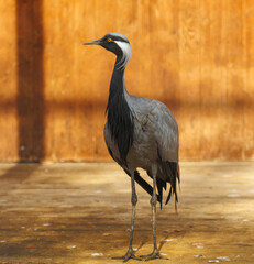 A large bird with a black beak stands on a wooden floor