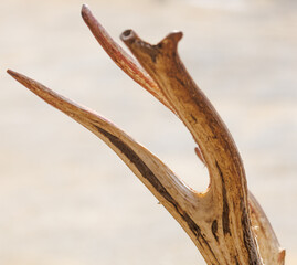 A deer antler with a brown tip