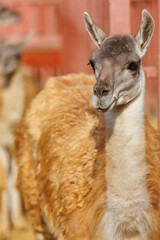 Obraz premium A brown and white llama is standing in a pen