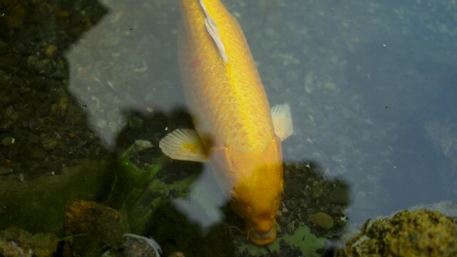 Golden koi fish eating algae or moss in the pond, Carp fish, showing natural behavior, tranquility, and ecological balance, representing wealth, abundance, and the peaceful beauty of nature, close-up