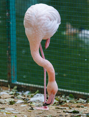 A pink flamingo is eating leaves