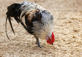 A rooster is eating on the ground