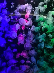 Jellyfish in a glass tank in an aquarium, decorated with multi-colored lights.