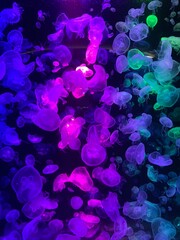 Jellyfish in a glass tank in an aquarium, decorated with multi-colored lights.