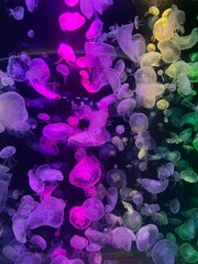 Jellyfish in a glass tank in an aquarium, decorated with multi-colored lights.