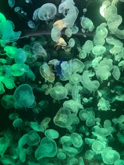 Jellyfish in a glass tank in an aquarium, decorated with multi-colored lights.