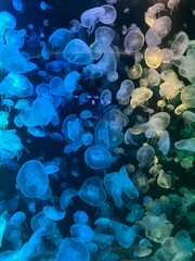 Jellyfish in a glass tank in an aquarium, decorated with multi-colored lights.