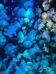 Jellyfish in a glass tank in an aquarium, decorated with multi-colored lights.
