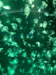 Jellyfish in a glass tank in an aquarium, decorated with multi-colored lights.