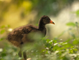 Dusky moorhen chick by the lake in the late afternoon.