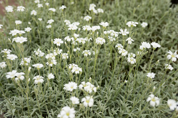 Fototapeta premium Vibrant white flowers blooming in lush green foliage