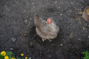 Speckled hen roaming in garden soil near vibrant yellow flowers
