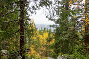 Serene forest landscape with autumn foliage and misty hills in the distance