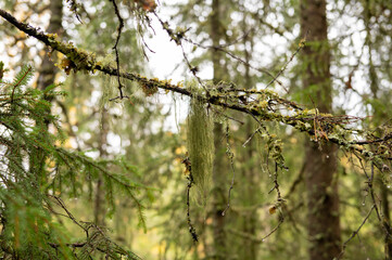 Lush forest branch with moss and lichen in dense woodland setting