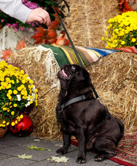 Black pug dog sits on a background of blurred hay and flowers. The dog raised its head up and looks at the owner's hand. Dog walking and training. Vertical and blurred photo