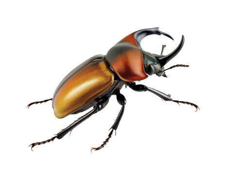 golden scarab beetle isolated on white background.