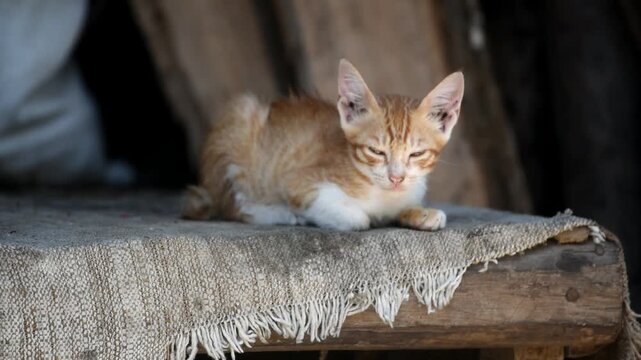 Small local Indonesian cat with white and yellow color