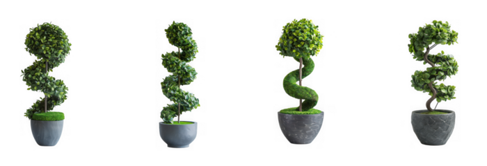 Four spiralshaped topiary bushes in pots, isolated on transparent background