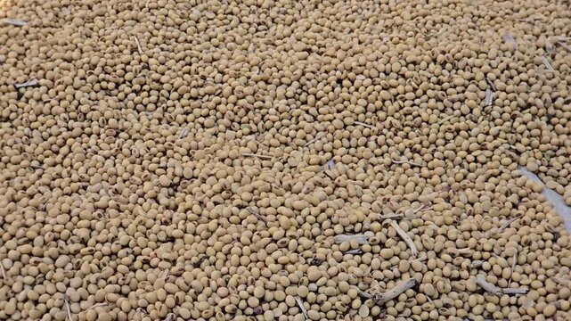 a vast, textured surface covered in countless pale, tan-colored soybeans. The legumes are piled high, showcasing their natural color and shape, some mixed with small bits of organic debris. 