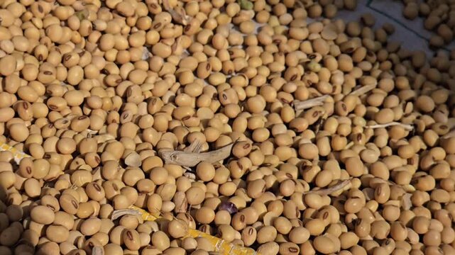 A heap of sun-drying soybeans faces market pressure in Maharashtra due to high global production forecasts and cheap edible oil imports, impacting local prices.