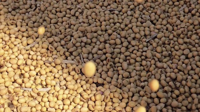 Soybeans prices are volatile this Nov 2025. Hitting a 15-month high on expected yield cuts, they dipped as the USDA report wasn't as bearish as expected. Trade issues with China persist.