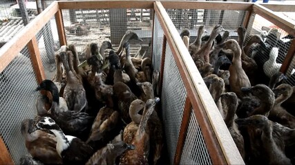Many ducks ready to sell on the market
