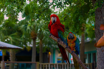 Fototapeta premium blue and yellow macaw