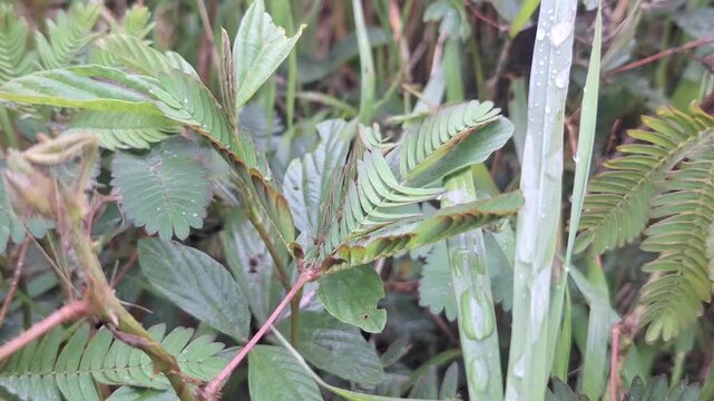 A detailed macro view of the sensitive Mimosa pudica plant, its feathery leaves folded in a natural response to touch or stimulus