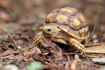 African Sulcata Tortoise Natural Habitat,Close up African spurred tortoise resting, cute animal
