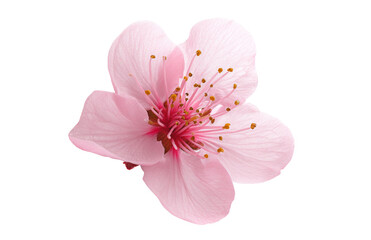 pink cherry blossom isolated on white background.