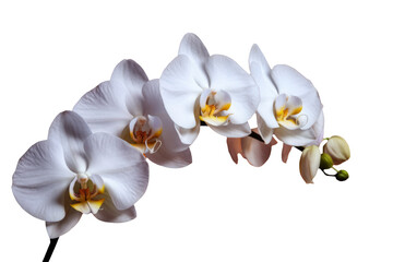 white orchid flowers isolated on white background.
