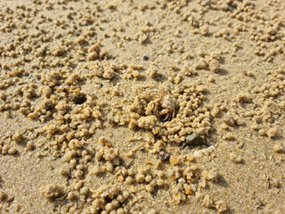 It's a crab hiding on the sandy beach.