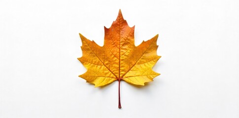 Fototapeta premium Minimalist arrangement of natural elements on a pure white surface A single, perfectly formed fallen autumn leaf with intricate veining, placed precisely in the center of an absolutely plain, pure