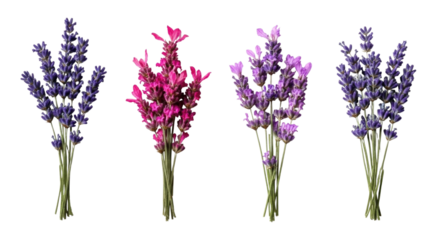 Four bunches of dried flowers lavender and red flowers transparent background cutout png