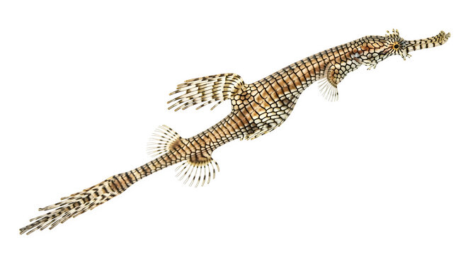 Ornate ghost pipefish swimming gracefully in the dark ocean water environment