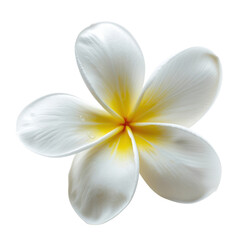 Plumeria flower close up delicate petals tropical blossom fresh detail pristine white exotic beauty