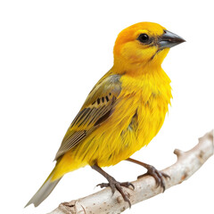 Bright Yellow Bird Perched Branch Against Black Backdrop Nature Wildlife Ornithology Avian Beauty