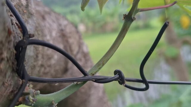 Close-up of dark wire tied around a plant stem, with blurred green foliage in the background