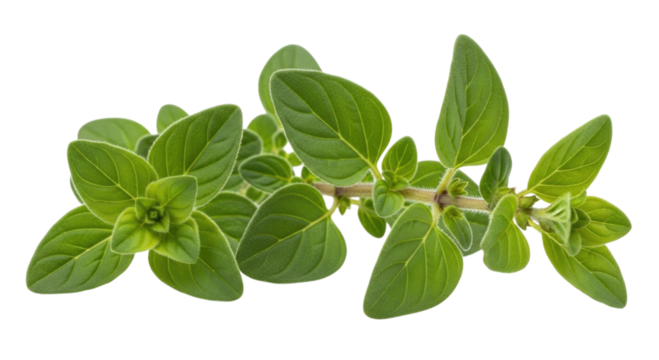 Fresh oregano sprig transparent background cutout png