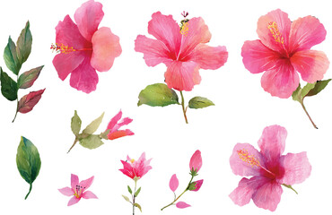 set of pink flowers isolated