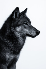 Majestic side profile of a gray wolf in monochrome tone.