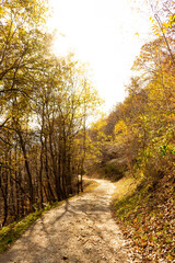 road in autumn forest