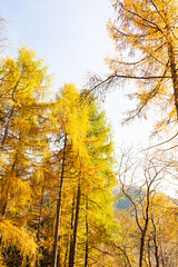 Fototapeta premium autumn trees in the park