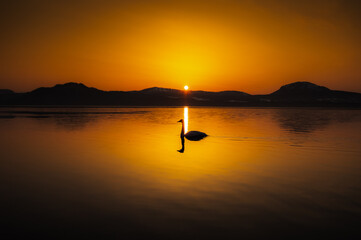 夜明けの湖に朝陽の昇る瞬間。風景は濃いオレンジ色に染まり白鳥のシルエットは際立つ。