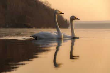 冬の朝の湖の白鳥のカップル。穏やかで平和な自然の場面。