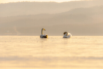 淡い色合いの冬の朝の湖の白鳥のカップル。穏やかで平和な自然の場面。