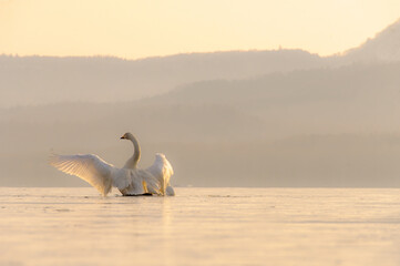 淡い色合いの冬の朝の湖の白鳥。穏やかで平和な自然の場面。